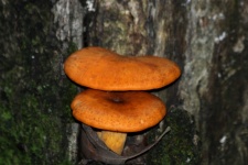 Jack-O-Lantern Mushrooms Close-up