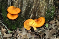 Jack-O-Lantern Mushrooms On Tree