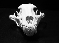 Jaguar Skull