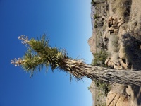 Joshua Tree Desert Landscape