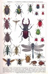 Beetle Insect Art Vintage
