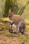 Kangaroo With A Baby