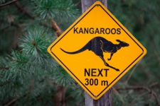 Kangaroos Sign