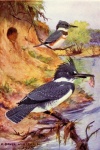 Kingfisher Vintage Bird Painting
