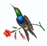 Hummingbird Bird Vintage Art