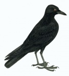 Crow Raven Bird Vintage