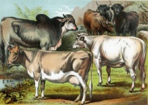 Cow Bull Bull Vintage
