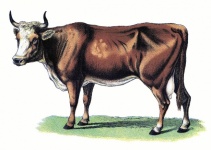 Cow Animal Vintage Art