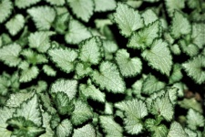 Lamium Plant Close-up