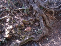 Large Exposed Roots At Tree Base