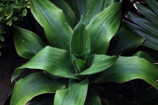 Large Leafed Green Plant