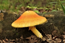 Large Orange Mushroom Beside Rock