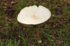 Large White Mushroom In Grass