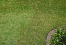 Lawn With Corner Containing Plants