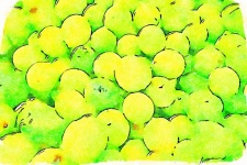 Lemons, Watercolor