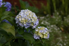 Light Blue Hydrangea Flower Heads