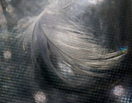 Light On Soft White Feather