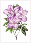 Lily Flower Pink Vintage