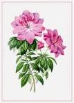 Lily Flower Pink Vintage