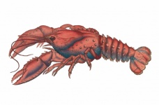 Lobster Vintage Drawing Clipart