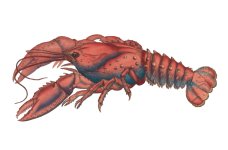 Lobster Vintage Illustration