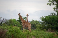 Long Necked Giraffe In South Africa