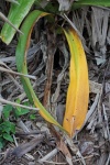 Long Slender Yellowing Leaf