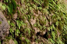 Maidenhair Ferns On Waterfall Cliff