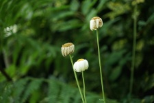 Withered Daisies
