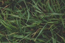Matte Long Grass Background