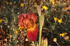 Mauve Colored Iris Flower