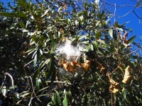 Moth Vine Seed Fluff On Leaves