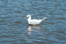 Black-headed Gull On The Water