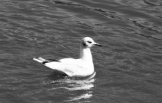Seagull On The Water