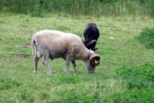 Black Sheep And White Sheep