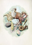 Mussels Snails Vintage Art