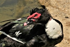 Muscovy Duck Close-up