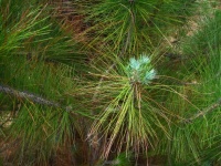 New Growth On Tip Of Pine Tree