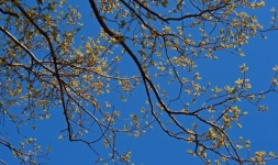 New Leaves And Flowers Against Sky