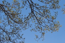 New Leaves And Flowers On Branches