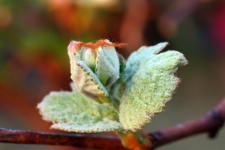 Newly Budding Leaves On A Grape
