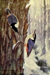 Nuthatch Vintage Bird Illustration