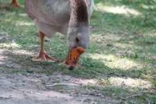 Goose Eating Grass