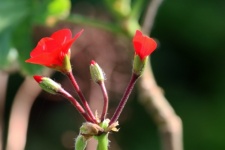 Open Red Geranium Florets