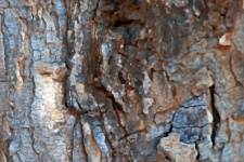 Palette Knife Texture Added To Bark