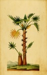 Palm Tree Antique Paper