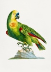 Parrot Bird Vintage Art