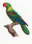 Parrot Bird Vintage Art
