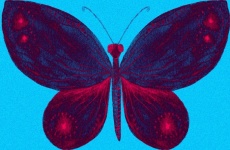 Butterfly 104