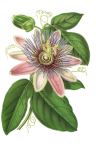 Passionflower Flower Vintage Art